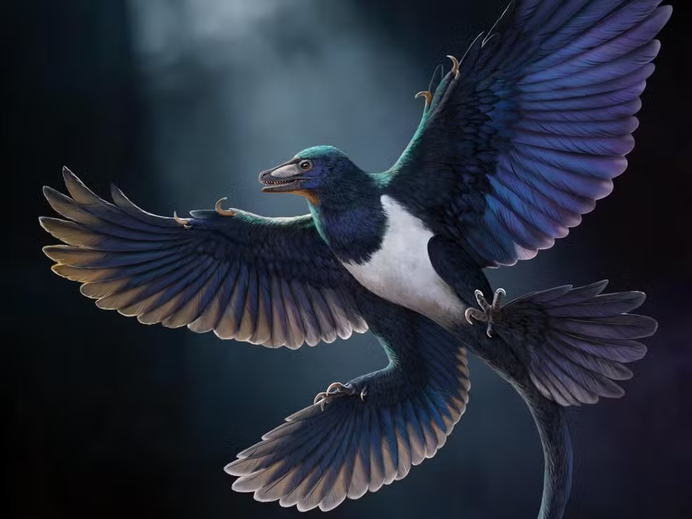 NOVO DINOSSAURO COM PENAS É DESCOBERTO NA CHINA E TRAZ PISTAS SOBRE A EVOLUÇÃO DO VOO