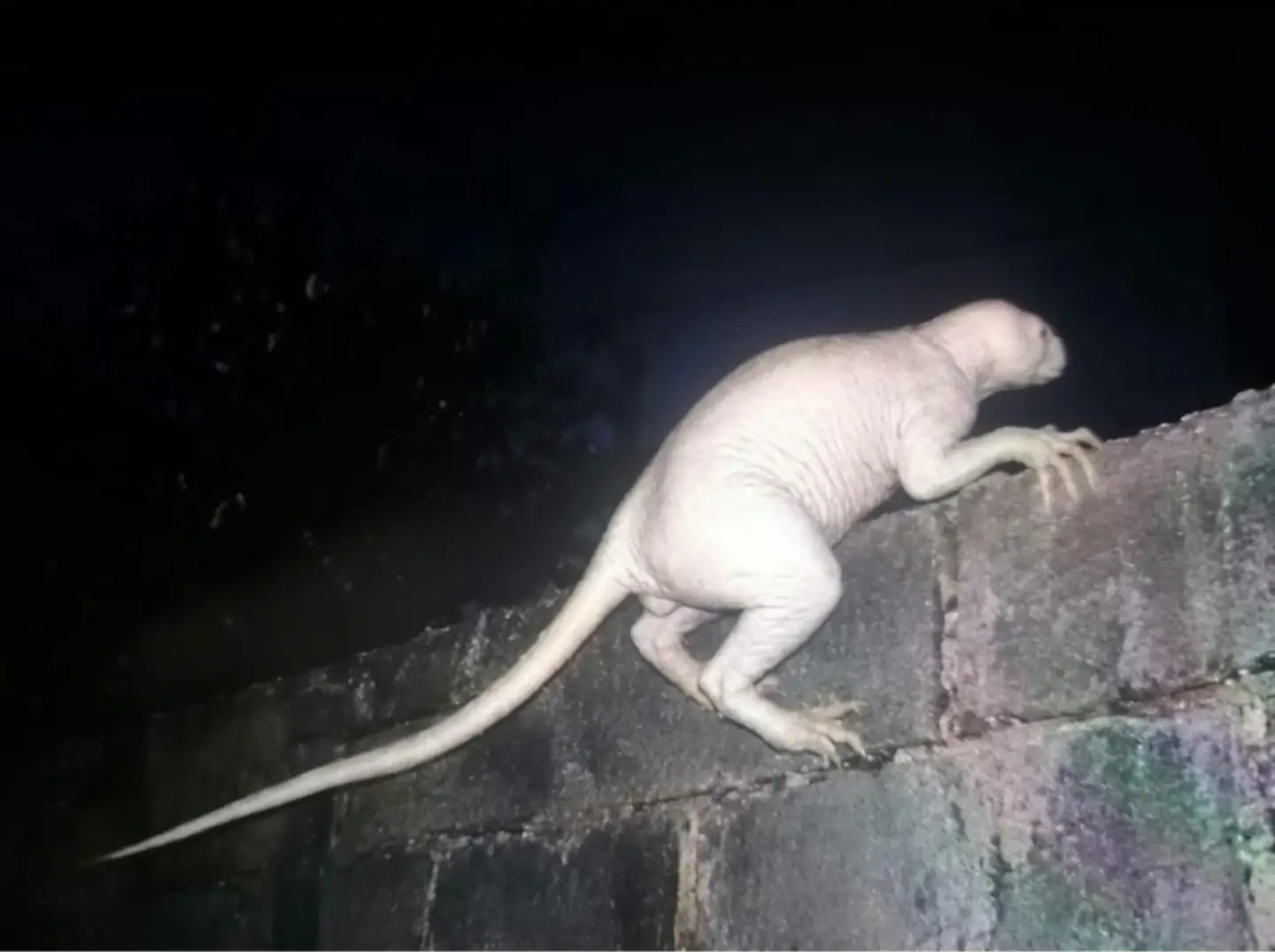 SUPOSTO “CHUPACABRA” APARECE EM IMAGENS NO MÉXICO, ASSUSTA MORADORES E DESPERTA MISTÉRIO SOBRE SUA ORIGEM